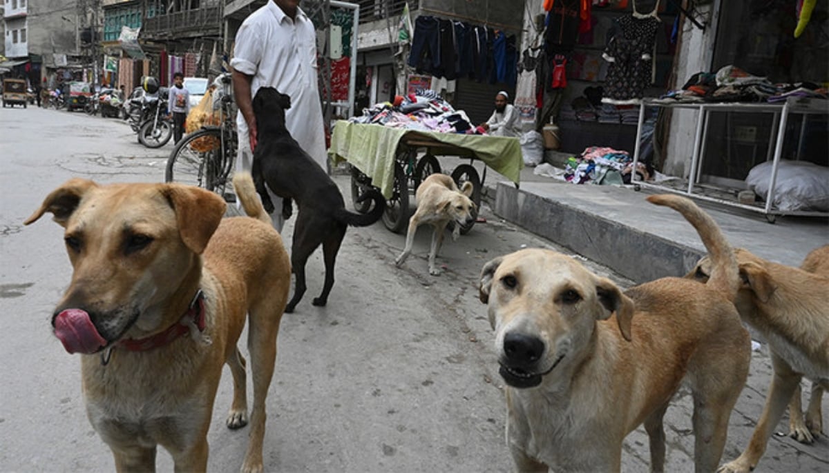 Stray dogs seen mingling with locals on a street in Rawalpindi. — AFP/File