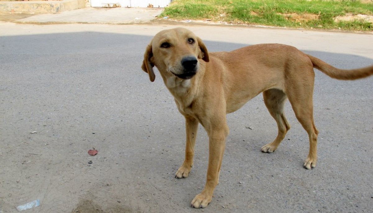 A stray is seen on a street. — Pakistan Animal Welfare Society