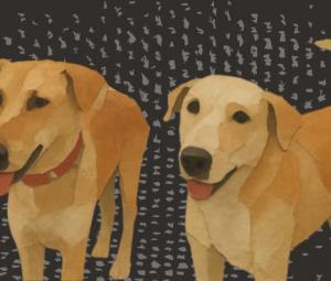 Beyond culling: Why we need humane solutions to manage stray dogs