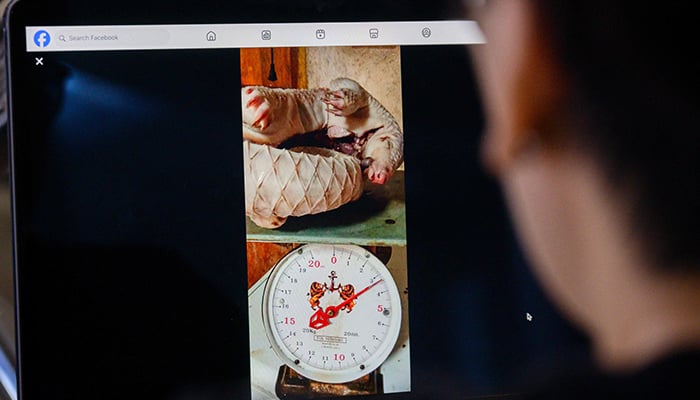 This photo illustration taken in Bangkok on June 25, 2026, shows a person using a laptop to view a Facebook post offering a dead pangolin curled up on a weighing scale for sale. — AFP