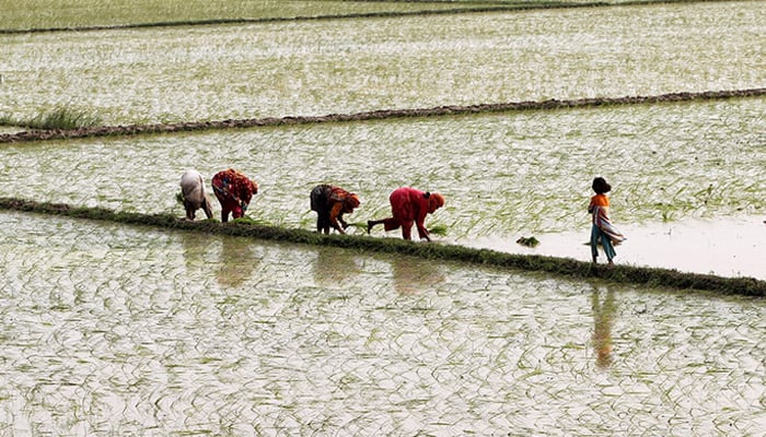 Women plant rice in a field outside Lahore, July 12, 2016. — Reuters