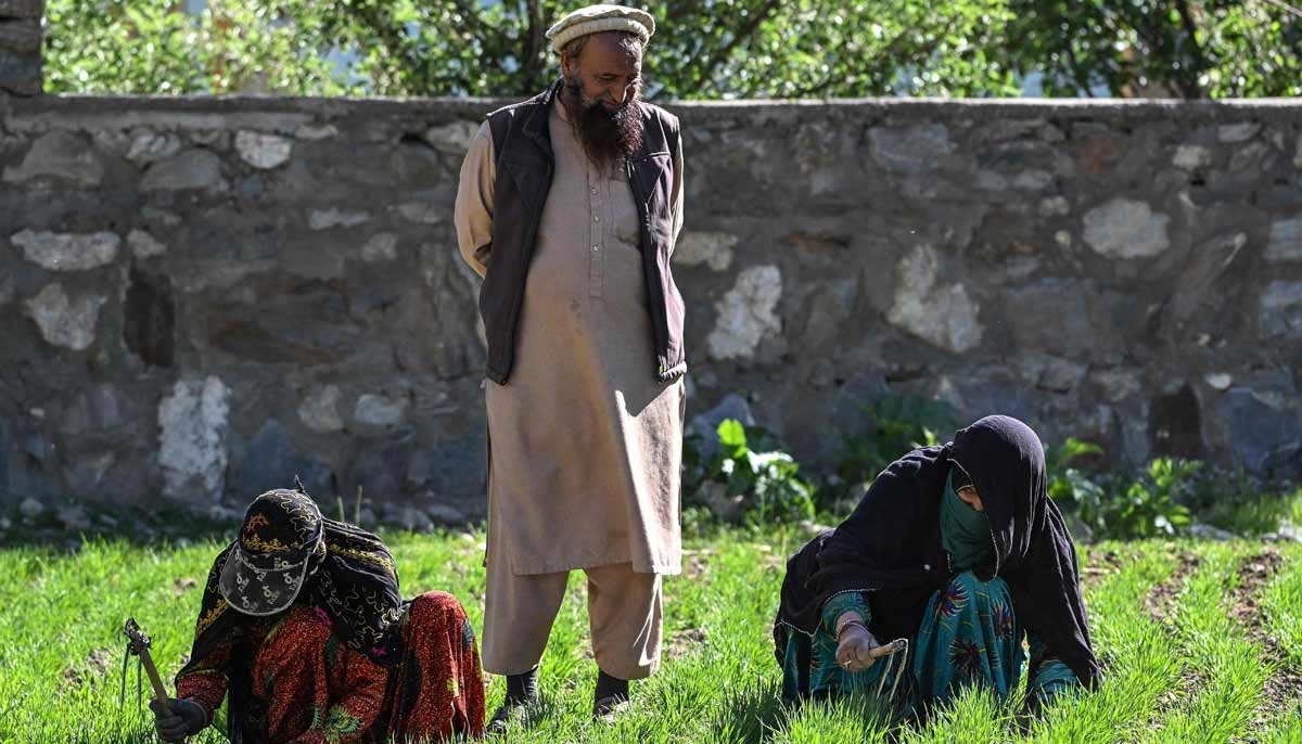 Afghan woman farmer Habiba (right) working next to her husband Shir Ahmad, at a wheat field in the Eshtiwi village of Afghanistans Parun district. — AFP