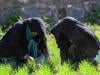 The Afghan women farmers keeping their village alive