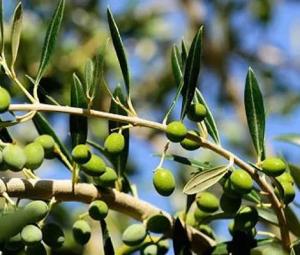 Pakistani olive oil brand wins gold medal at London competition