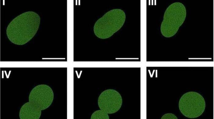 University of Minnesota researchers create world's first synthetic cell with a complete life cycle
