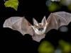 Canadian boy dies of rabies after seemingly harmless contact with bat