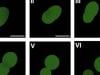 University of Minnesota researchers create world's first synthetic cell with a complete life cycle