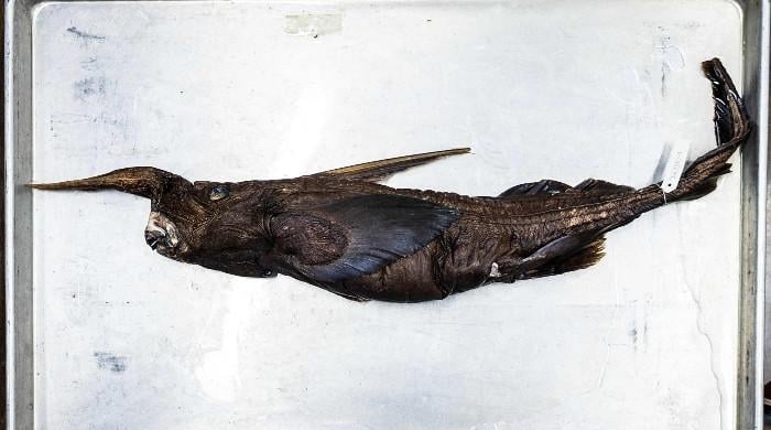 New species of ghost shark may have been found in Costa Rica