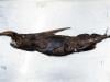 New species of ghost shark may have been found in Costa Rica