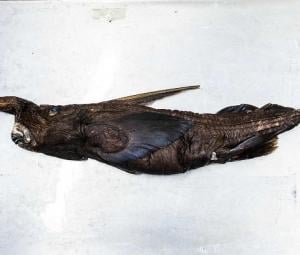 New species of ghost shark may have been found in Costa Rica