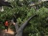 Building collapse kills six in Mumbai as torrential rain batters city