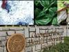 Georgia health officials warn Cyclospora rise amid national uptick in parasite infections