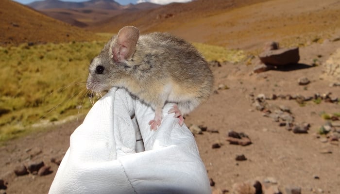 An Andean leaf-eared mouse is held in place by a white-gloved hand in front of a mountain landscape. — X/@NebToday