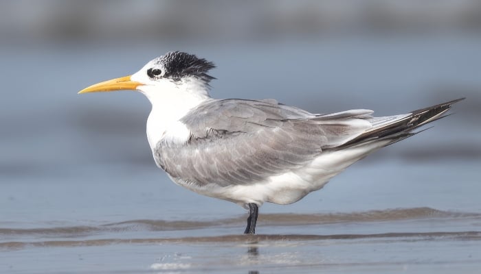 A greater crested tern walks on a beach. — X/@kirola_hemant