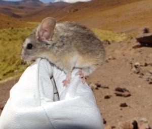 What a tiny mouse teaches us about the resilience of life