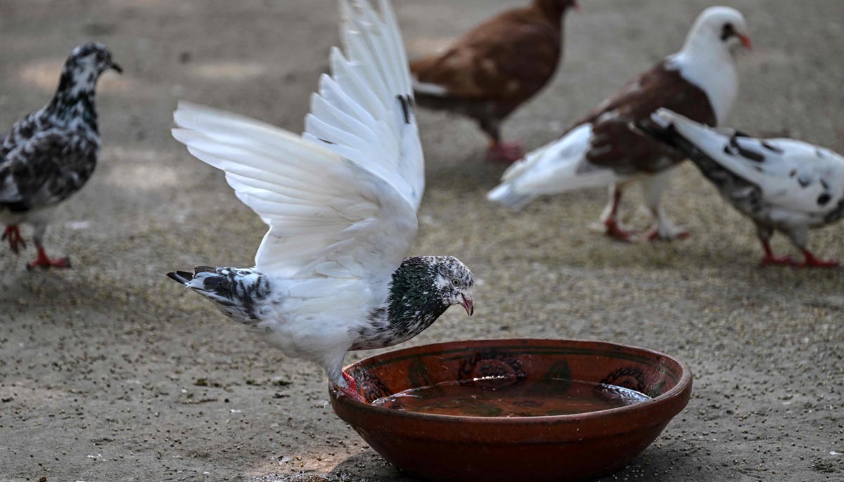 This photograph shows a pigeon drinking from a bowl of water in Islamabad, July 10, 2026. — AFP