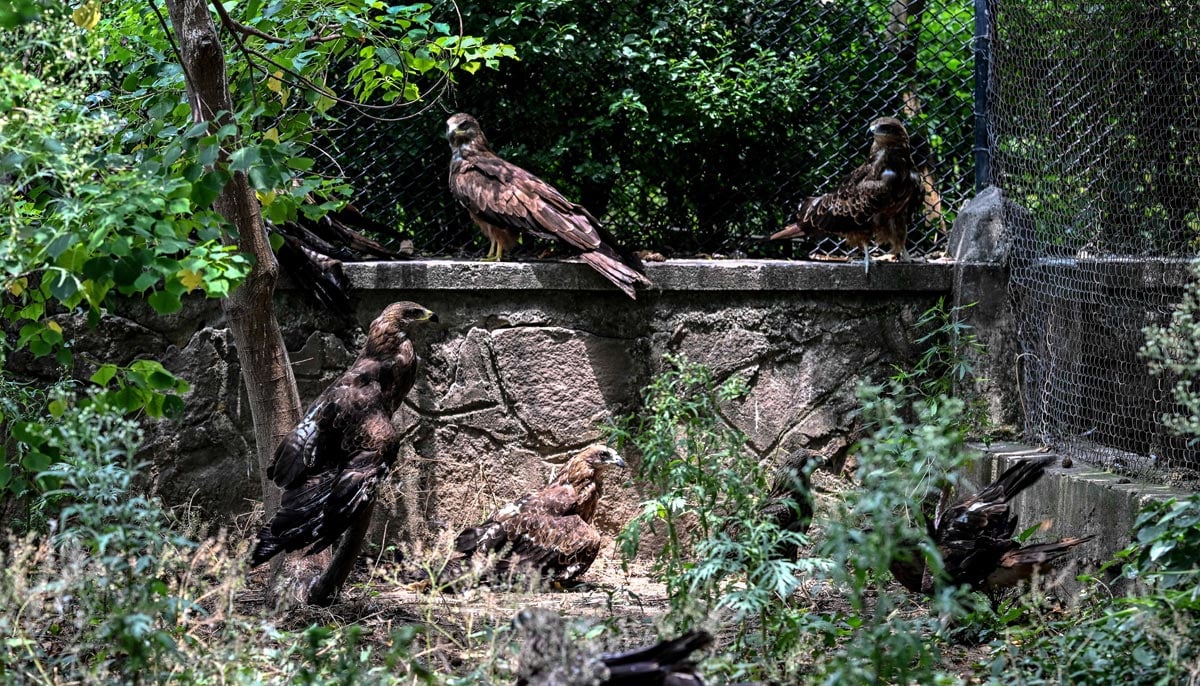 This photograph shows kites resting inside a cage at the Margallah Wildlife Rescue Centre in Islamabad, July 7, 2026. — AFP