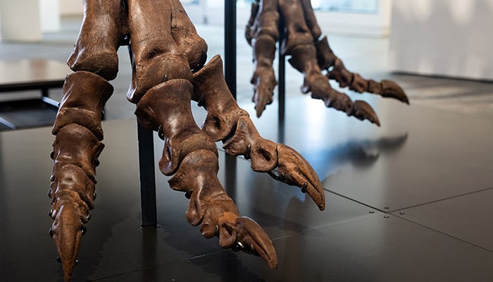 Gus the Tyrannosaurus Rex skeleton at Sothebys auction house in New York City, US July 1, 2026. — Reuters