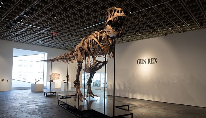 Gus the Tyrannosaurus Rex skeleton at Sothebys auction house in New York City, US July 1, 2026. — Reuters