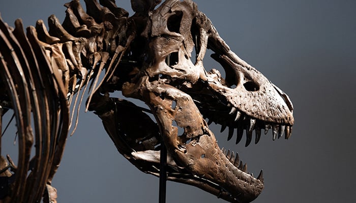 Gus the Tyrannosaurus Rex skeleton at Sothebys auction house in New York City, US July 1, 2026. — Reuters