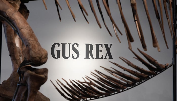 Gus the Tyrannosaurus Rex skeleton at Sothebys auction house in New York City, US July 1, 2026. — Reuters