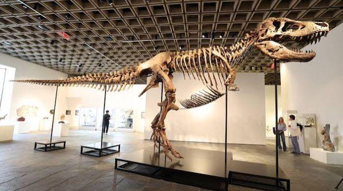 Inside $30 million T.rex auction controversy: Why scientists are concerned?