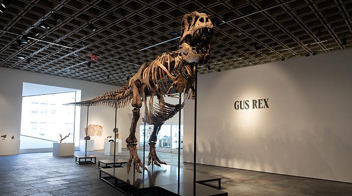 'Gus' the T rex fetches record $50.1m at US auction