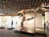 Inside $30 million T.rex auction controversy: Why scientists are concerned?