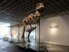 'Gus' the T rex fetches record $50.1m at US auction