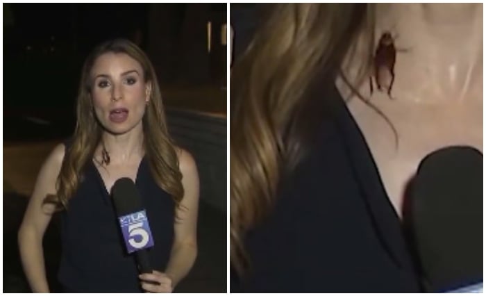Large flying cockroach is seen crawling across KTLA reporter Rachel Menitoffs neck while she was reporting live. — X/@@KTLAMorningNews