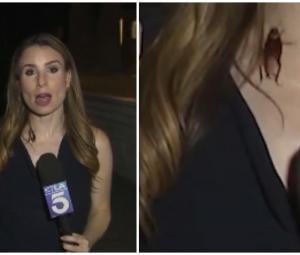 WATCH: Cockroach crawls on reporter's neck during live broadcast
