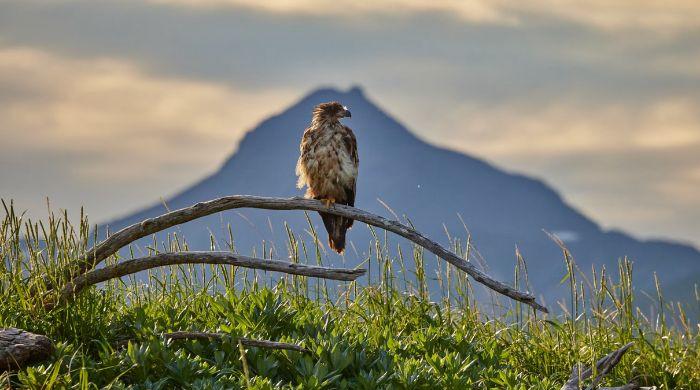 Trump administration ends ‘blanket rule' for endangered species: Here's what at risk 