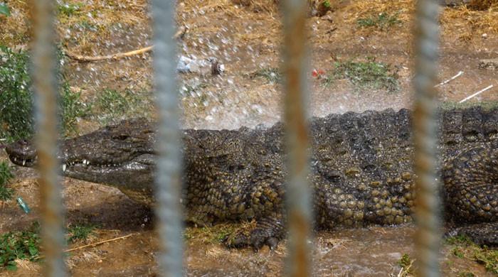 Israeli rule change clears way for using crocodiles to deter prisonbreaks