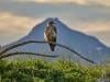 Trump administration ends ‘blanket rule' for endangered species: Here's what at risk 