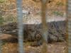 Israeli rule change clears way for using crocodiles to deter prisonbreaks