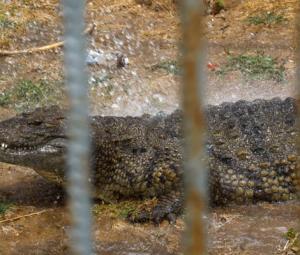 Israeli rule change clears way for using crocodiles to deter prisonbreaks