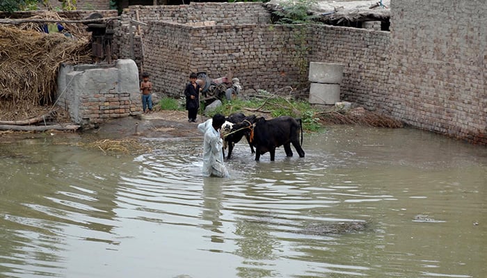 Residents move their livestock to safer areas as floodwaters inundate their locality following torrential rainfall, Peshawar, July 21, 2026. — INP