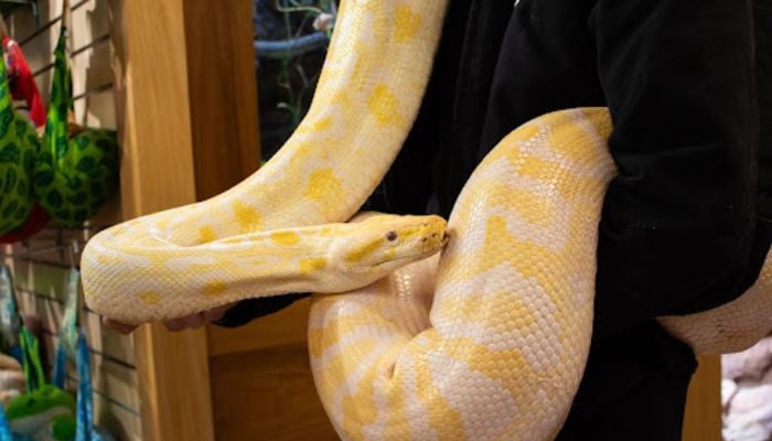 Florida sounds alarm as Burmese Pythons spread to new region: See which areas at risk