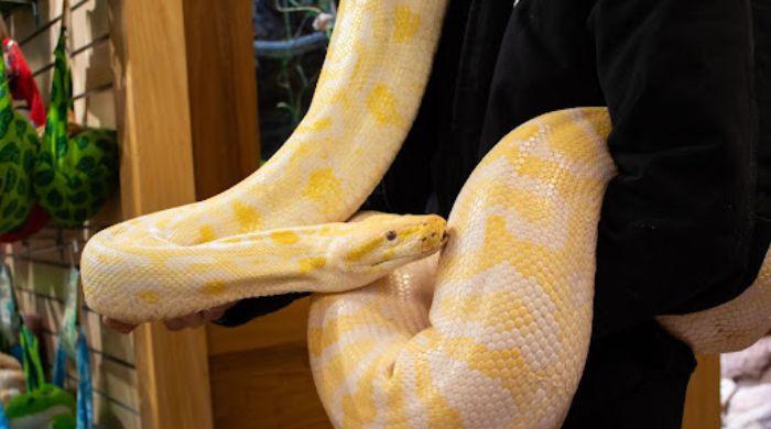 Florida sounds alarm as Burmese Pythons spread to new region: See which areas at risk 