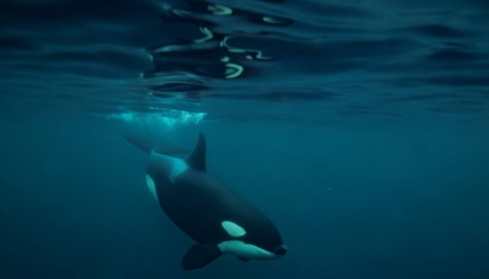 An Orca (Killer Whale) plays with a jellyfish on its nose near Spildra Island, Northern Norway, on November 6, 2025. — AFP