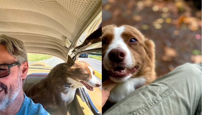 Mike Wolfe social media post opens up about guilt over dog’s accident: ‘I feel responsible’