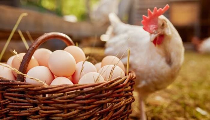 Nearly 1.6 million dozen eggs recalled over salmonella risk
