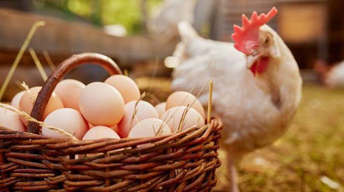 Nearly 1.6 million dozen eggs recalled over salmonella risk