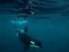 Killer whales: orcas blow fish to bits 'for fun', study finds