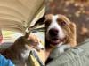 Mike Wolfe social media post opens up about guilt over dog's accident: ‘I feel responsible' 