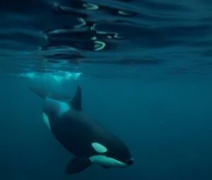 Killer whales: orcas blow fish to bits 'for fun', study finds