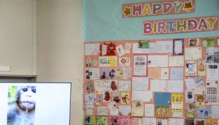 Japanese macaque monkey named Punch, who was abandoned by his mother shortly after birth, is pictured next to a wall with birthday messages for its upcoming one-year-old birthday, at Ichikawa City Zoo and Botanical Gardens in Ichikawa on July 24, 2026. — AFP
