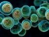 Mysterious new Cyclospora outbreak sickens 72, but source not linked to lettuce 
