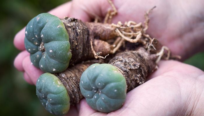 How ancient hallucinogen mescaline shuts down brain? First ever map reveals answers
