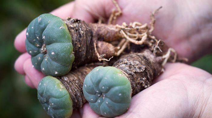 How ancient hallucinogen mescaline shuts down brain? First ever map reveals answers